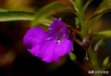 什么季节开凤仙花，什么季节开凤仙花？