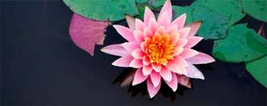 睡莲一般什么时候开花，睡莲怎么水养才开花？