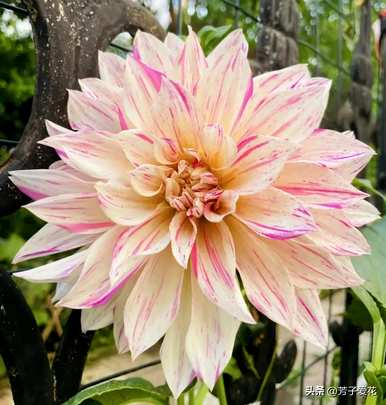 什么是大丽花的花语，什么是大丽花的花语？