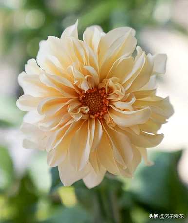 什么是大丽花的花语，什么是大丽花的花语？