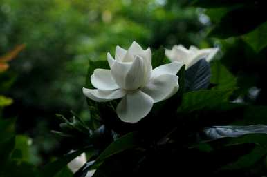 栀子花变黄变黑怎么了？栀子花变黄的原因是什么？