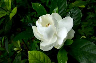 栀子花变黄变黑怎么了？栀子花变黄的原因是什么？