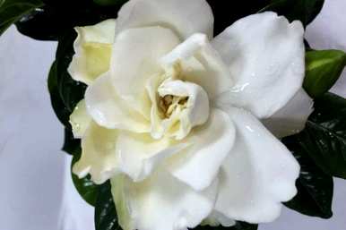 栀子花变黄变黑怎么了？栀子花变黄的原因是什么？