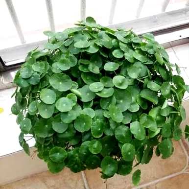 铜钱草的种植方法和技术，如何在乌龟缸中种植铜钱草