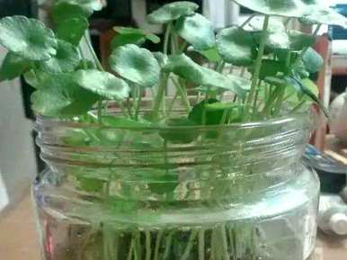 铜钱草的种植方法和技术，如何在乌龟缸中种植铜钱草