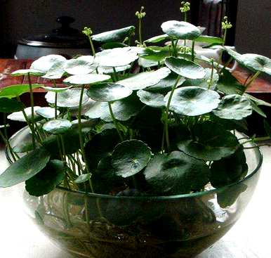 铜钱草的种植方法和技术，如何在乌龟缸中种植铜钱草