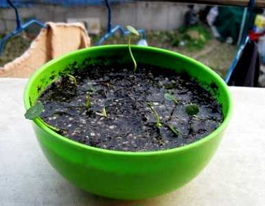 铜钱草的种植方法和技术，如何在乌龟缸中种植铜钱草