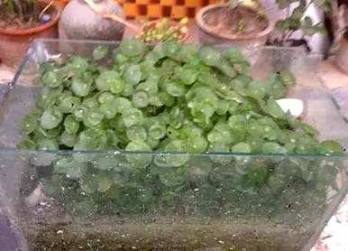 铜钱草的种植方法和技术，如何在乌龟缸中种植铜钱草