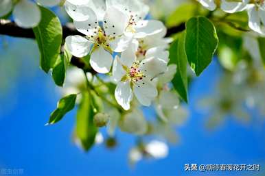 梨花代表什么象征意义，梨花代表什么意义？