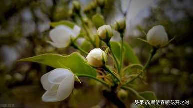 梨花代表什么象征意义，梨花代表什么意义？
