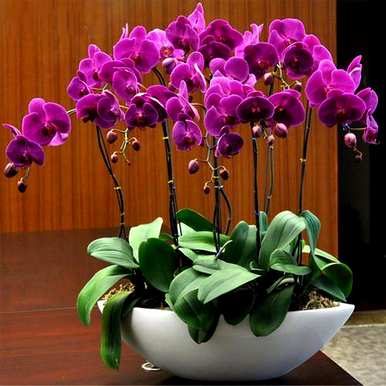 怎样养蝴蝶兰才能开花，怎样养蝴蝶兰才能开花？