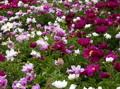 牡丹什么时候开花，牡丹什么时候开花结果？