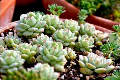 多肉植物怎么养才爆盆，多肉植物怎么养才爆盆施什么肥料？