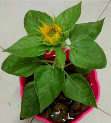 向日葵种子发芽开花多久，向日葵开花多久？