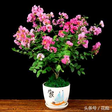 复色矮紫薇花期，紫薇花期有多长