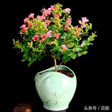 复色矮紫薇花期，紫薇花期有多长