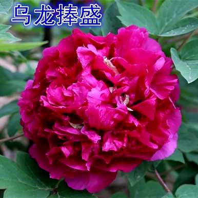 牡丹花几月开花，洛阳牡丹花几月开花