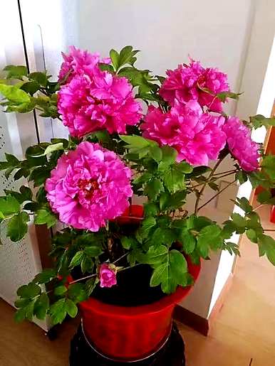 牡丹花几月开花，洛阳牡丹花几月开花