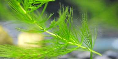 金鱼藻是什么植物？金鱼藻是裸子植物还是被子植物？