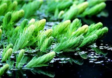 金鱼藻是什么植物？金鱼藻是裸子植物还是被子植物？
