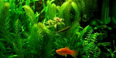 金鱼藻是什么植物？金鱼藻是裸子植物还是被子植物？
