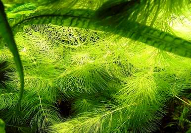金鱼藻是什么植物？金鱼藻是裸子植物还是被子植物？