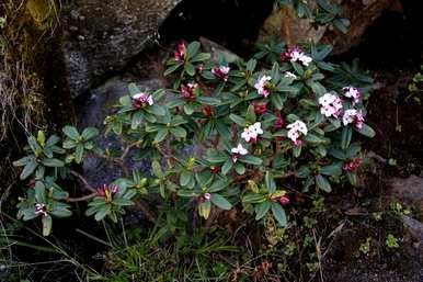 二月有哪些花，二月有哪些花？