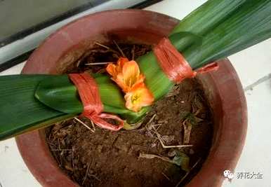 君子兰花夹箭怎么办？