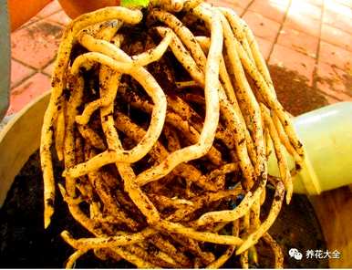 君子兰花夹箭怎么办？