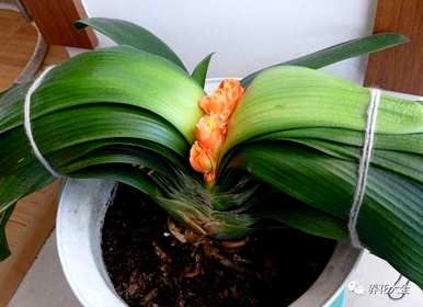 君子兰花夹箭怎么办？