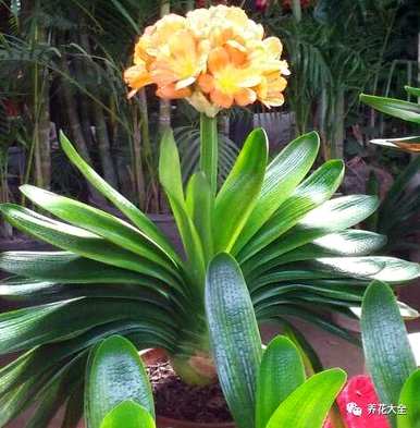 君子兰花夹箭怎么办？