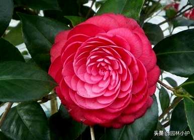 八卦茶花品种有哪些？