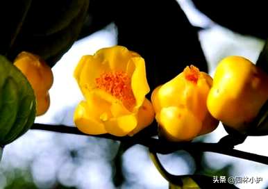 八卦茶花品种有哪些？