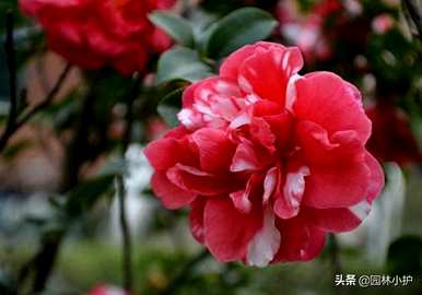八卦茶花品种有哪些？