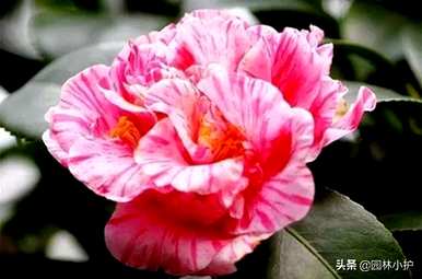 八卦茶花品种有哪些？