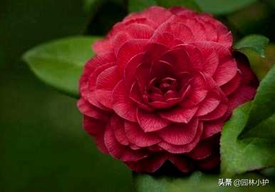 八卦茶花品种有哪些？