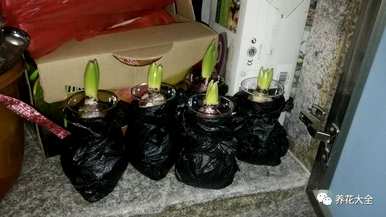 君子兰花夹箭怎么办？