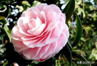 八卦茶花品种有哪些？