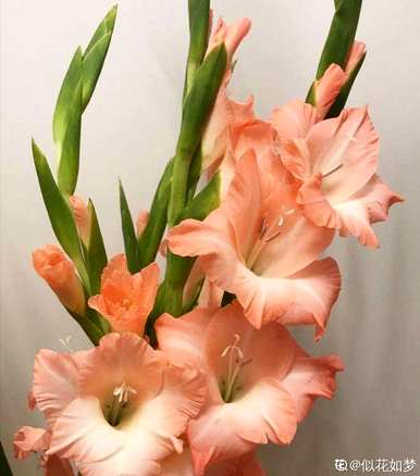 送老师的花叫什么，送老师的花有什么？