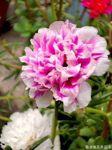 送老师的花叫什么，送老师的花有什么？