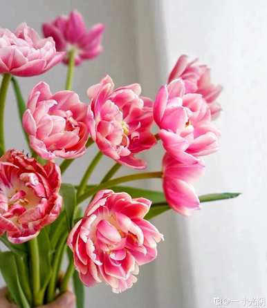 送老师的花叫什么，送老师的花有什么？