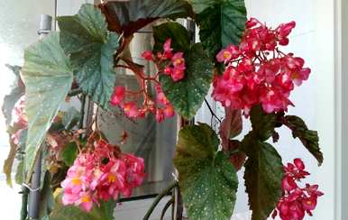 斑叶竹节秋海棠怎么养，斑叶竹节秋海棠怎么养？