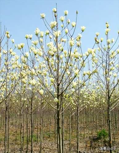 什么是灌木花，什么是露地花和灌木花