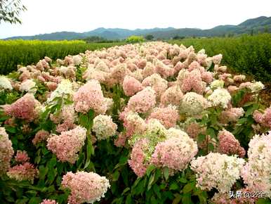 什么是灌木花，什么是露地花和灌木花