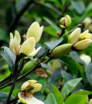 如何种植含笑花？含笑花适合北阳台吗？