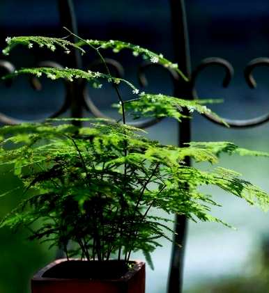 文竹花怎么养才会茂盛，文竹花怎么养才会茂盛