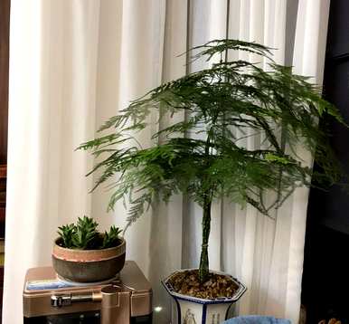 文竹花怎么养才会茂盛，文竹花怎么养才会茂盛