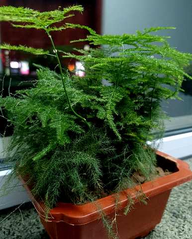 文竹花怎么养才会茂盛，文竹花怎么养才会茂盛