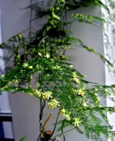 文竹花怎么养才会茂盛，文竹花怎么养才会茂盛