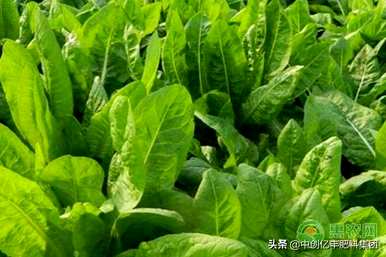 菊苣种子种植几个月，菊苣种子种植几个月